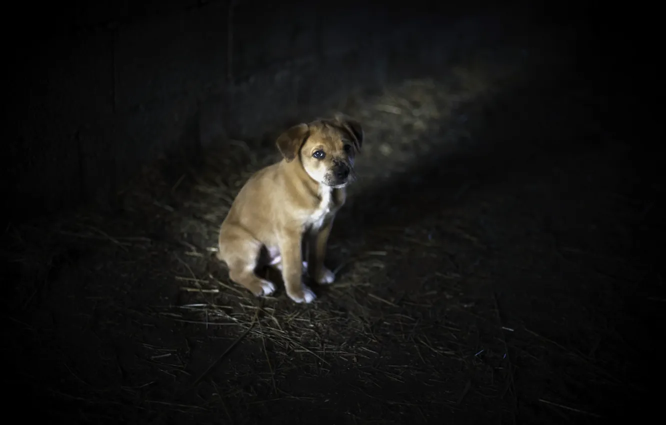 Lost puppy картинка