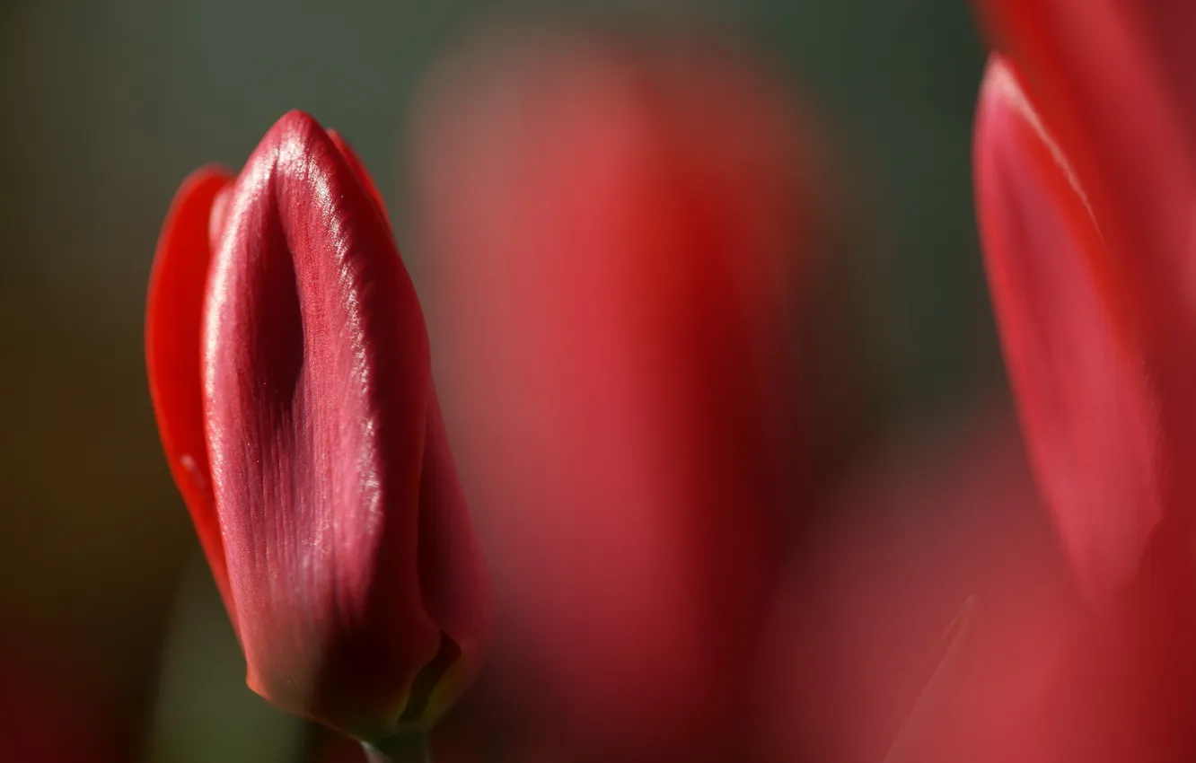Фото обои цветы, природа, тюльпан