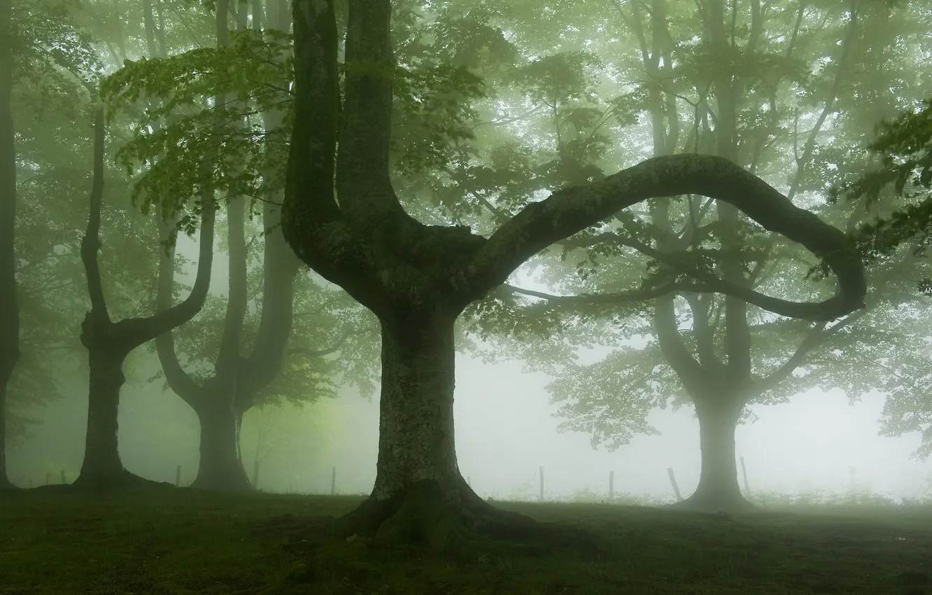 Фото обои пейзаж, природа, туман, дерево