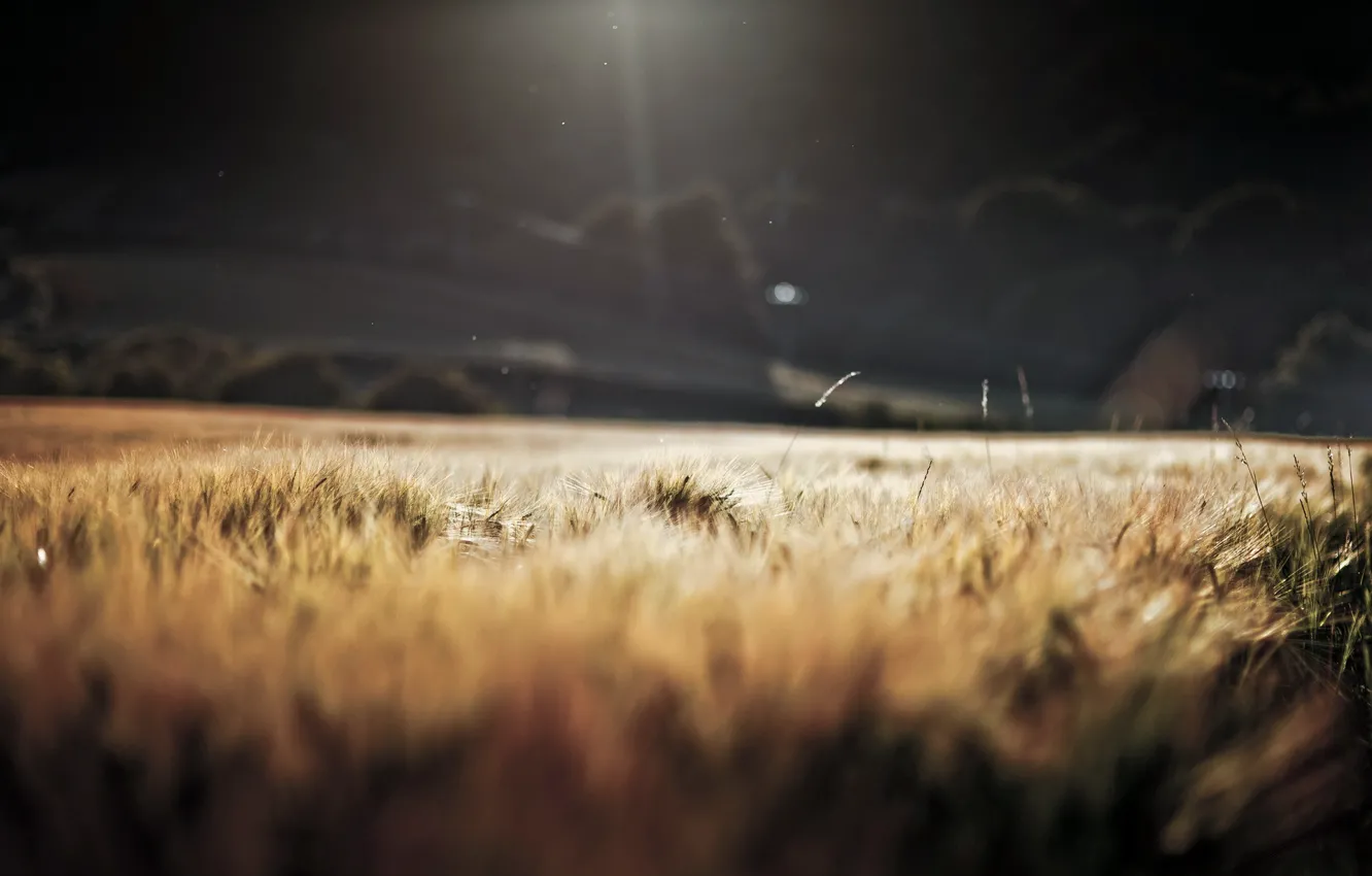 Фото обои природа, Grass, Sun, Barley