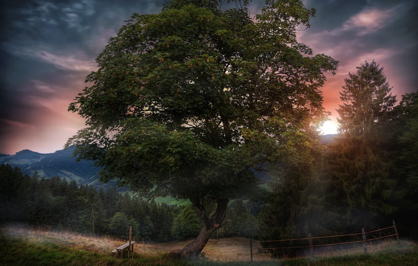 Фото обои закат, дерево, скамья
