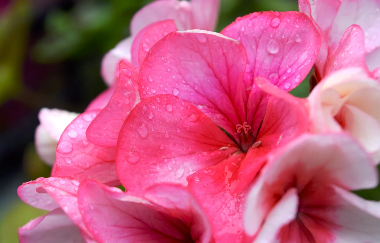 Фото обои цветок, лето, розовый, капли воды, герань