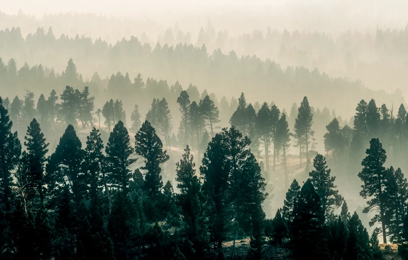 Фото обои лес, природа, туман