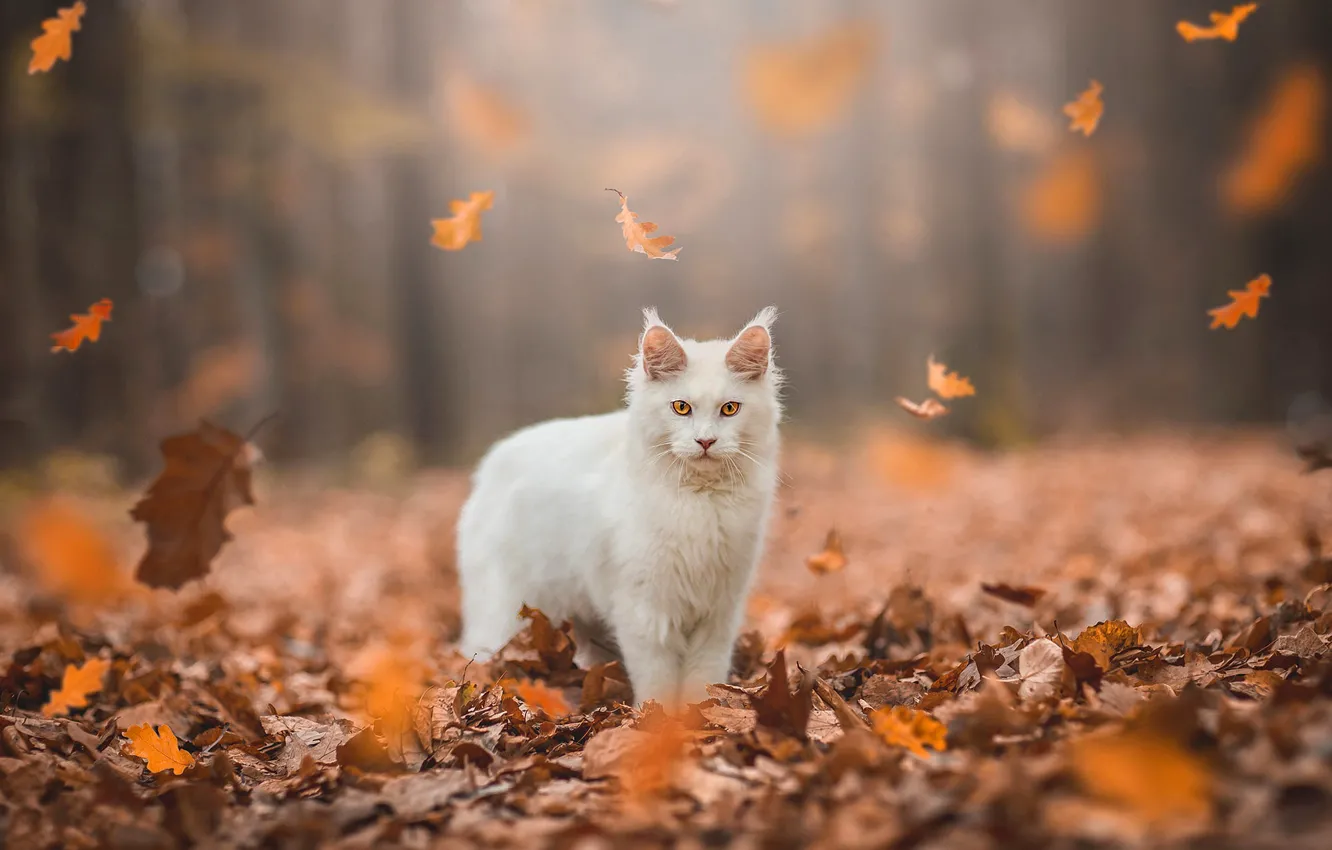 Фото обои осень, лес, кошка, белый, кот, взгляд, листья, свет