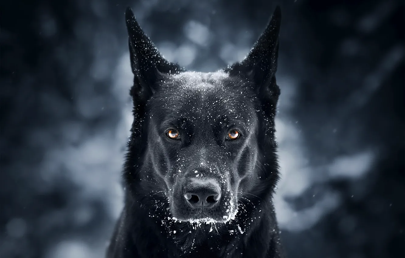 Фото обои взгляд, морда, снег, фон, собака, Немецкая овчарка