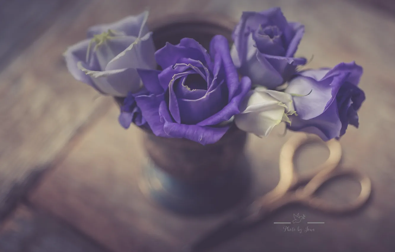 Фото обои стиль, розы, фиолетовые, ножницы