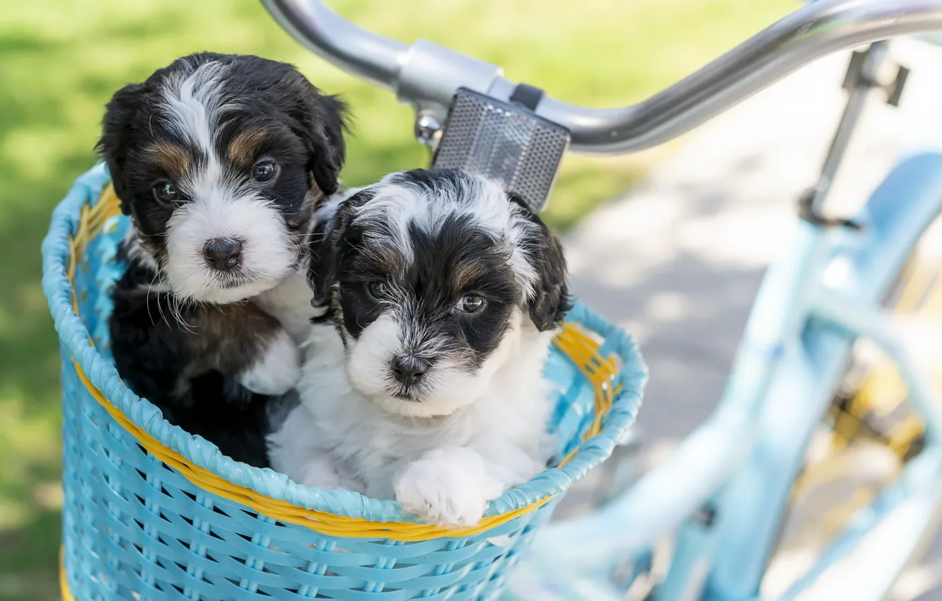 Фото обои собаки, велосипед, щенки