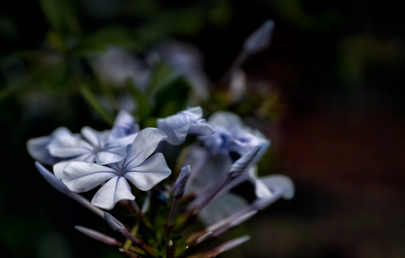 Фото обои цветок, лепестки, голубые