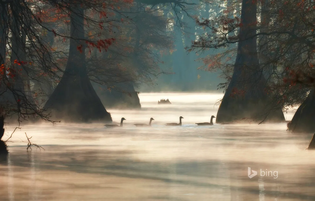 Фото обои деревья, туман, озеро, утро, США, Arkansas, Hill Lake, канадские гуси