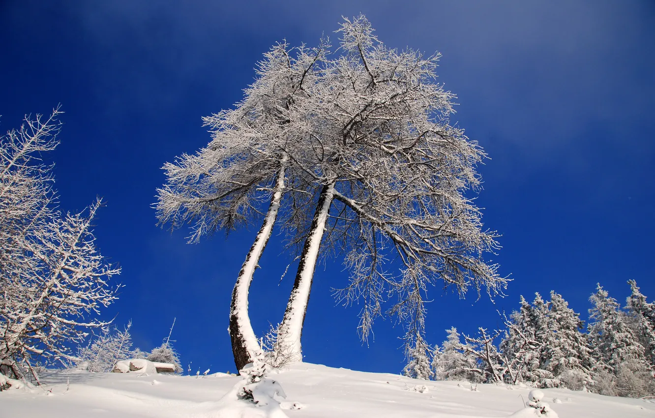 Фото обои зима, иней, снег, деревья, Природа