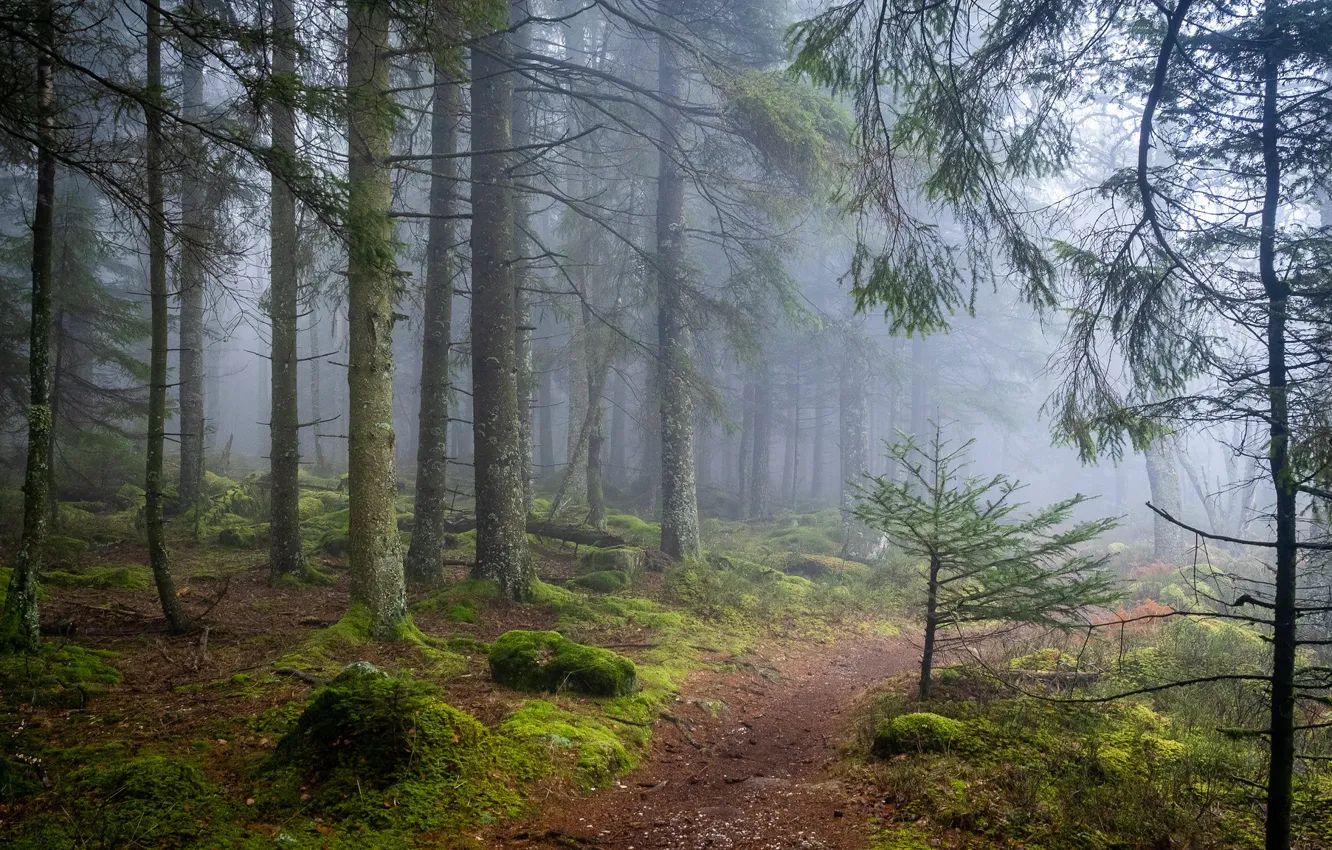 Фото обои лес, деревья, природа, туман, тропинка