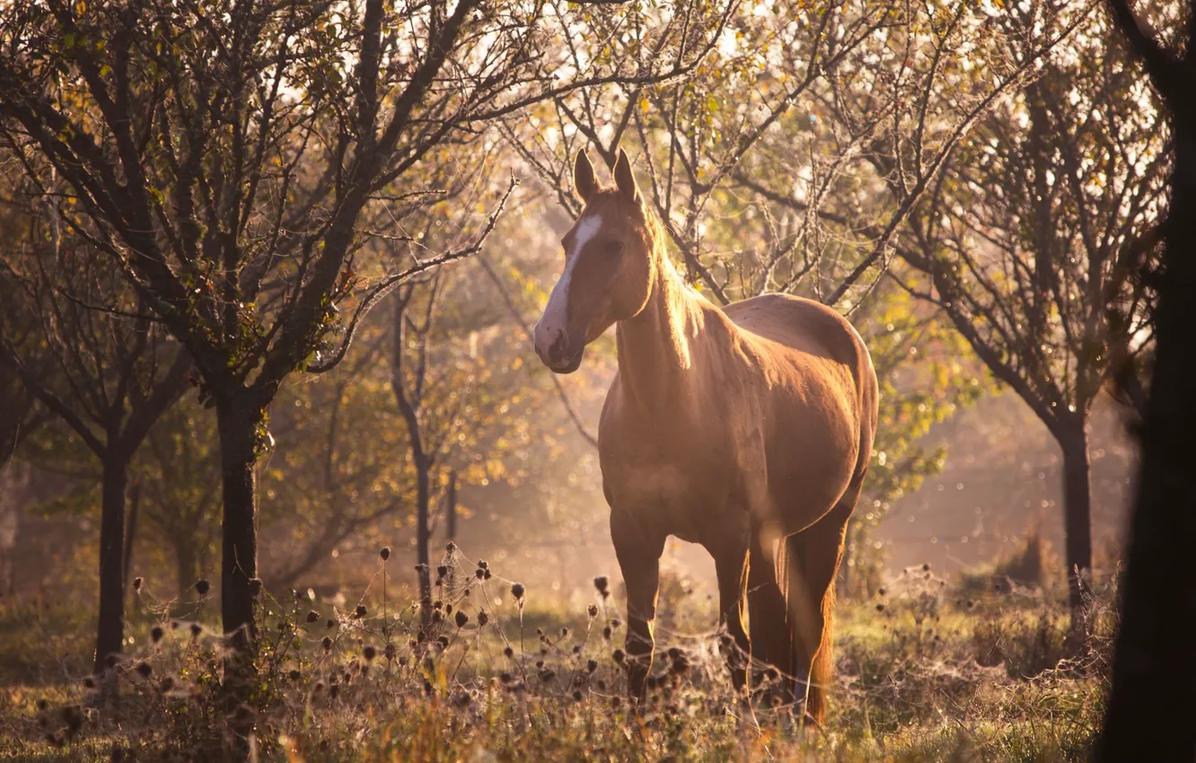 Фото обои лес, солнце, свет, блики, конь, лошадь, паутина, размытие