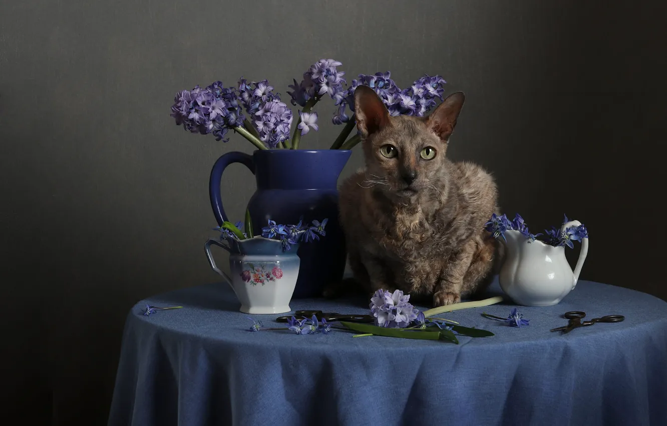 Фото обои кошка, кот, цветы, стол, посуда, кувшин, натюрморт, коричневый