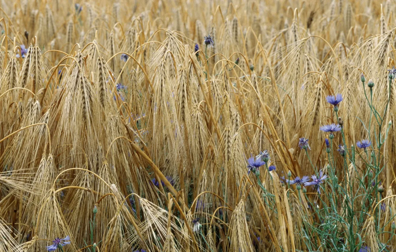 Фото обои пшеница, поле, цветы, колоски, васильки