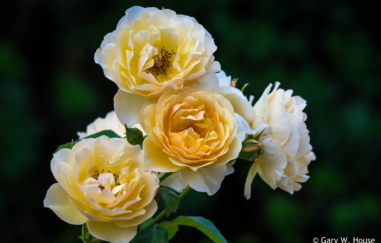 Фото обои куст, розы, жёлтые