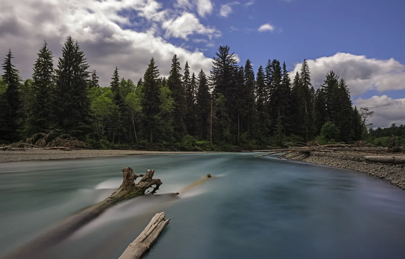 Фото обои лес, Washington, Olympic National Park, национальный парк Олимпик, река Хох, Hoh River