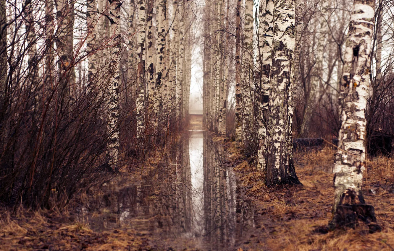 Фото обои ЛЕС, ВОДА, ОТРАЖЕНИЕ, ДЕРЕВЬЯ, ВЕТКИ, СТВОЛЫ, БЕРЁЗЫ