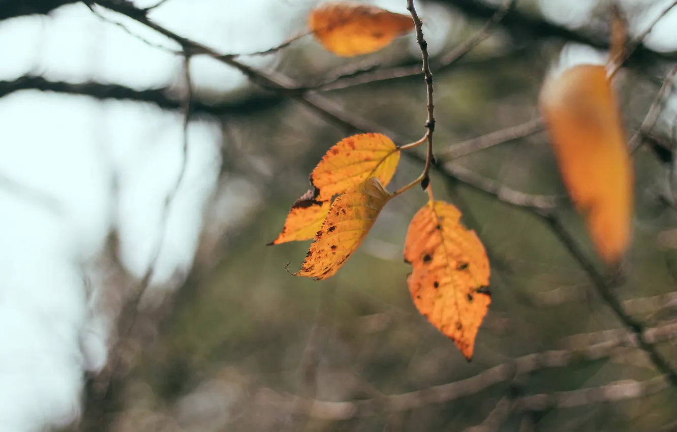 Фото обои осень, листья, ветка, оранжевые