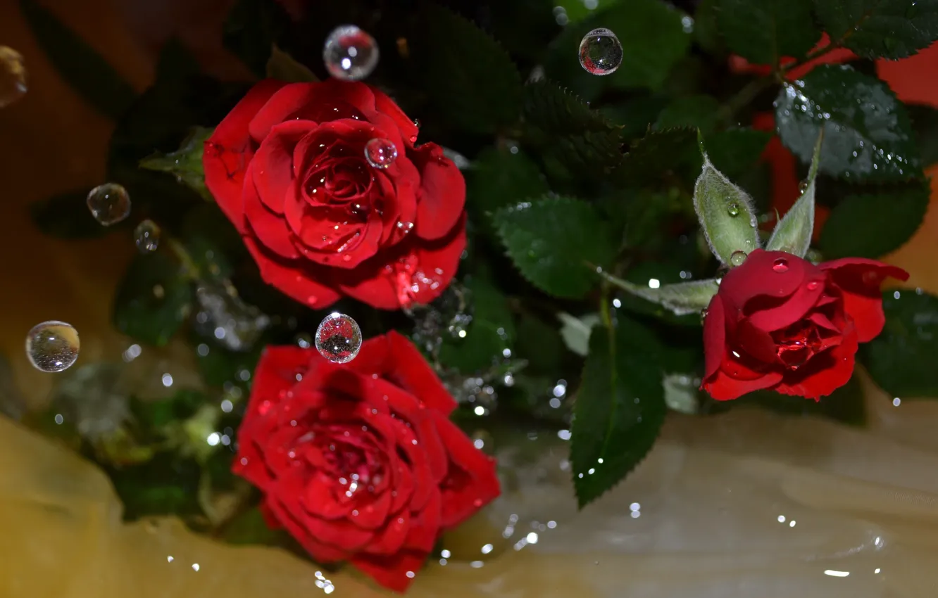 Фото обои вода, капли, цветы, розы