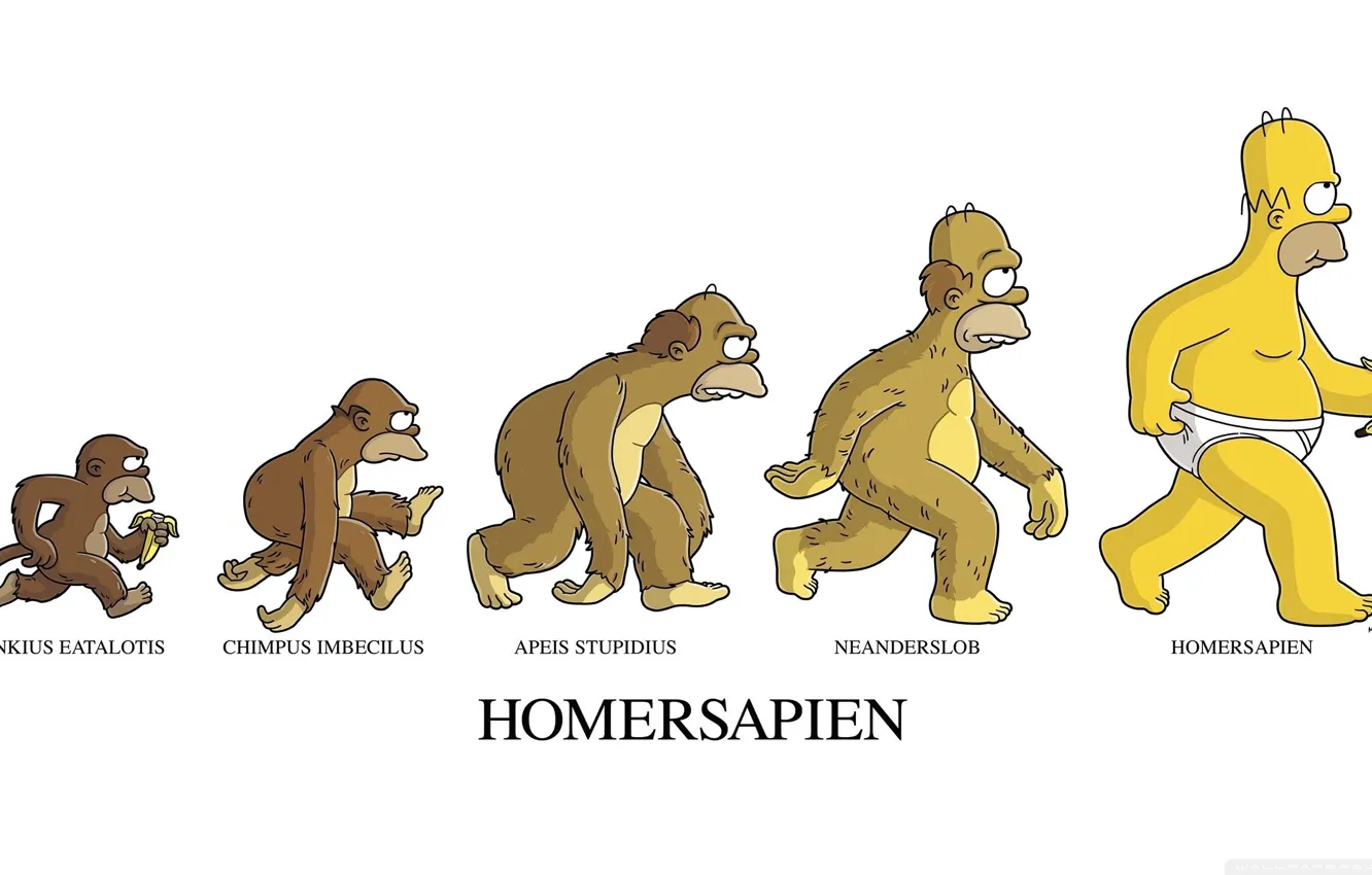 Фото обои Гомер, банан, banana, Эволюция, Homer, the Simpsons, Симпсон, Simpson