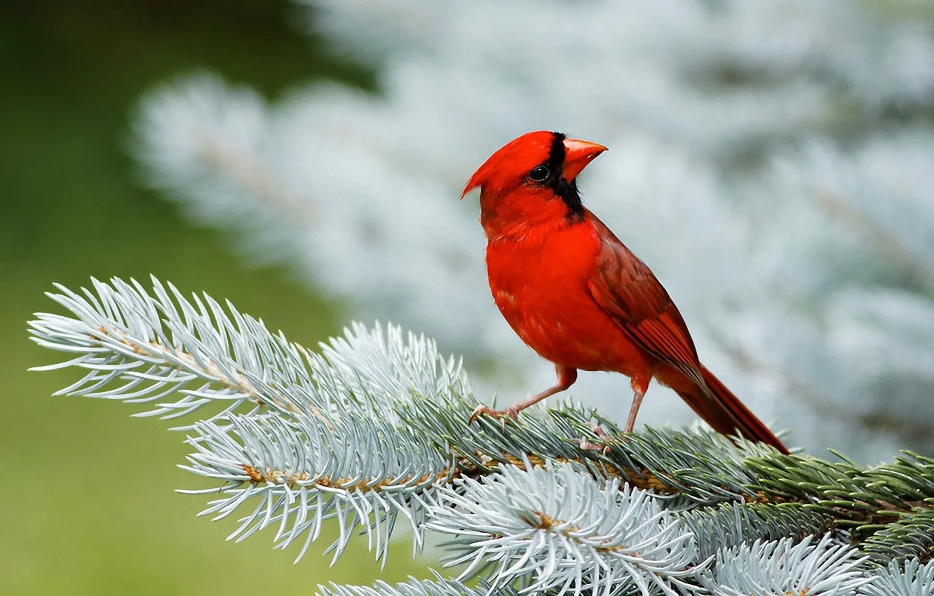 Фото обои красный, птица, ель, хвоя, кардинал