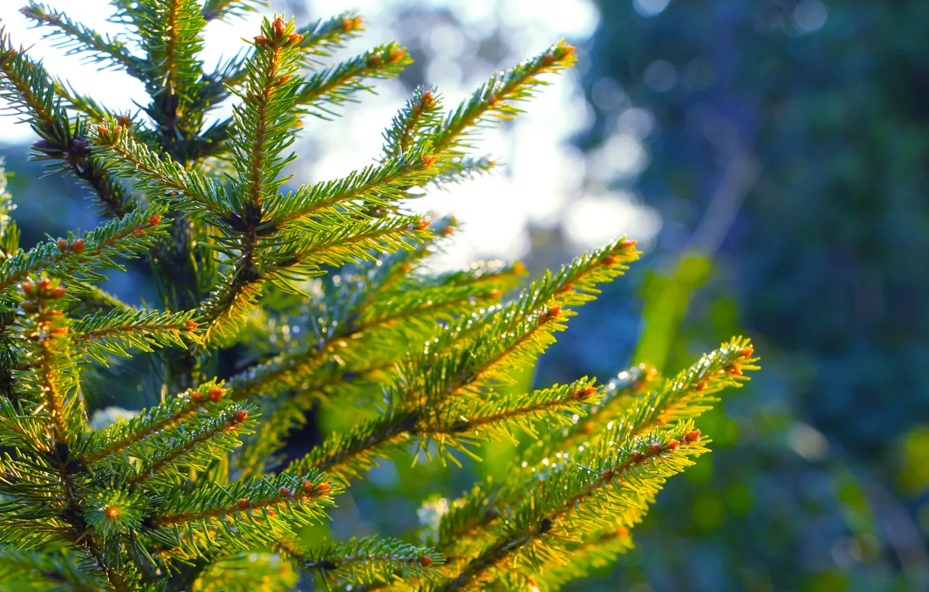 Фото обои forest, tree, pine, spruce, twig