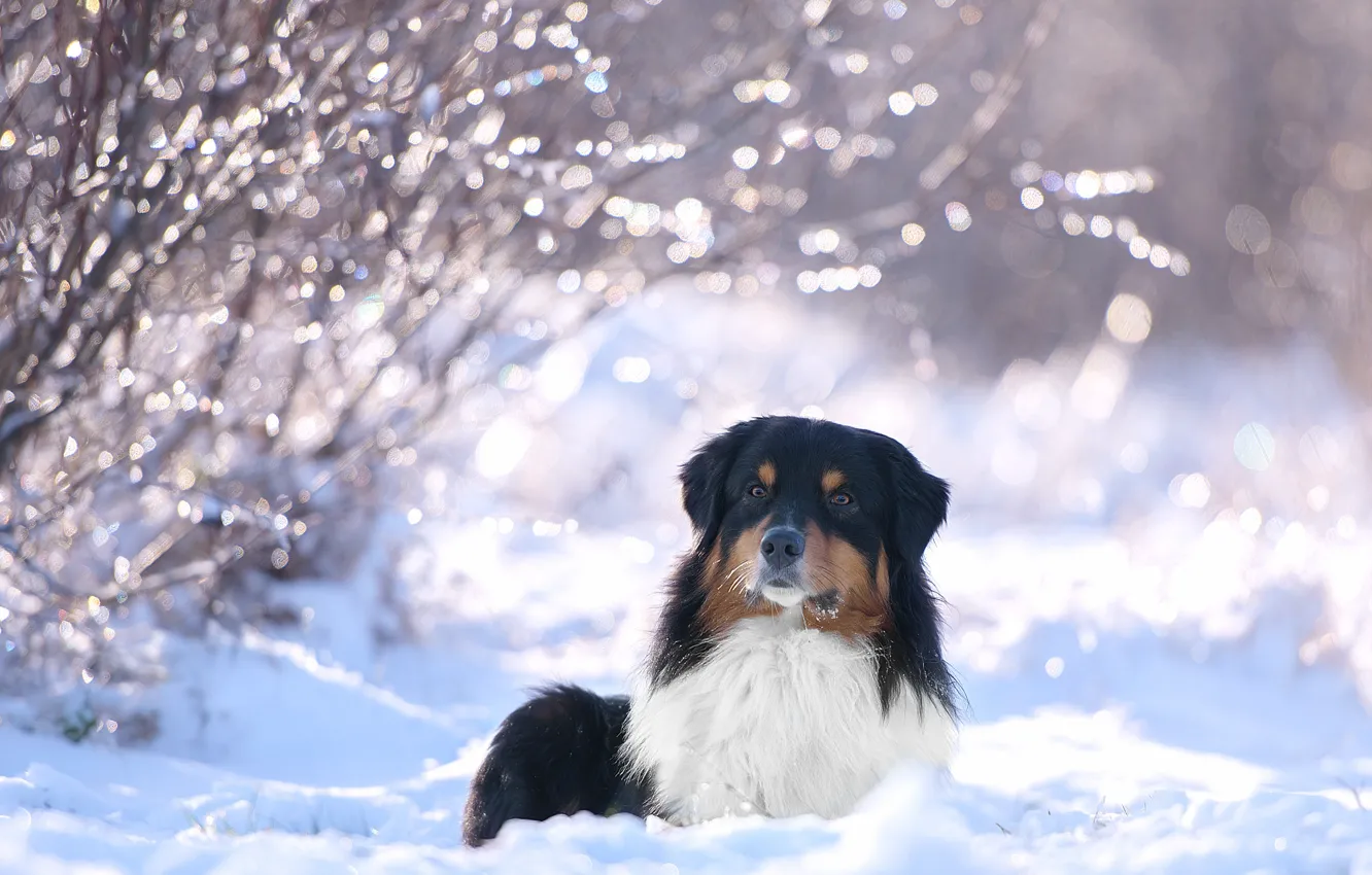 Фото обои зима, снег, ветки, природа, животное, собака, кусты, пёс