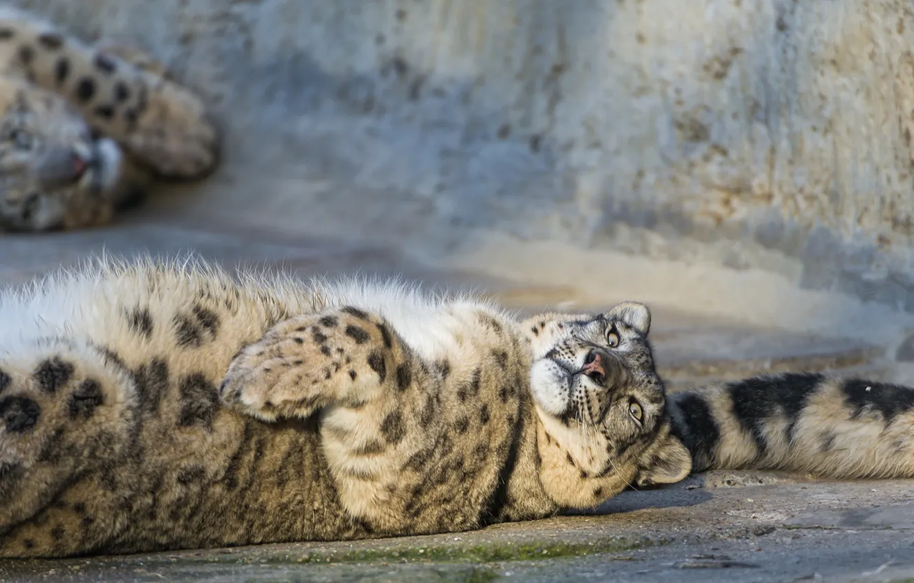 Фото обои кошка, хвост, ирбис, снежный барс, ©Tambako The Jaguar