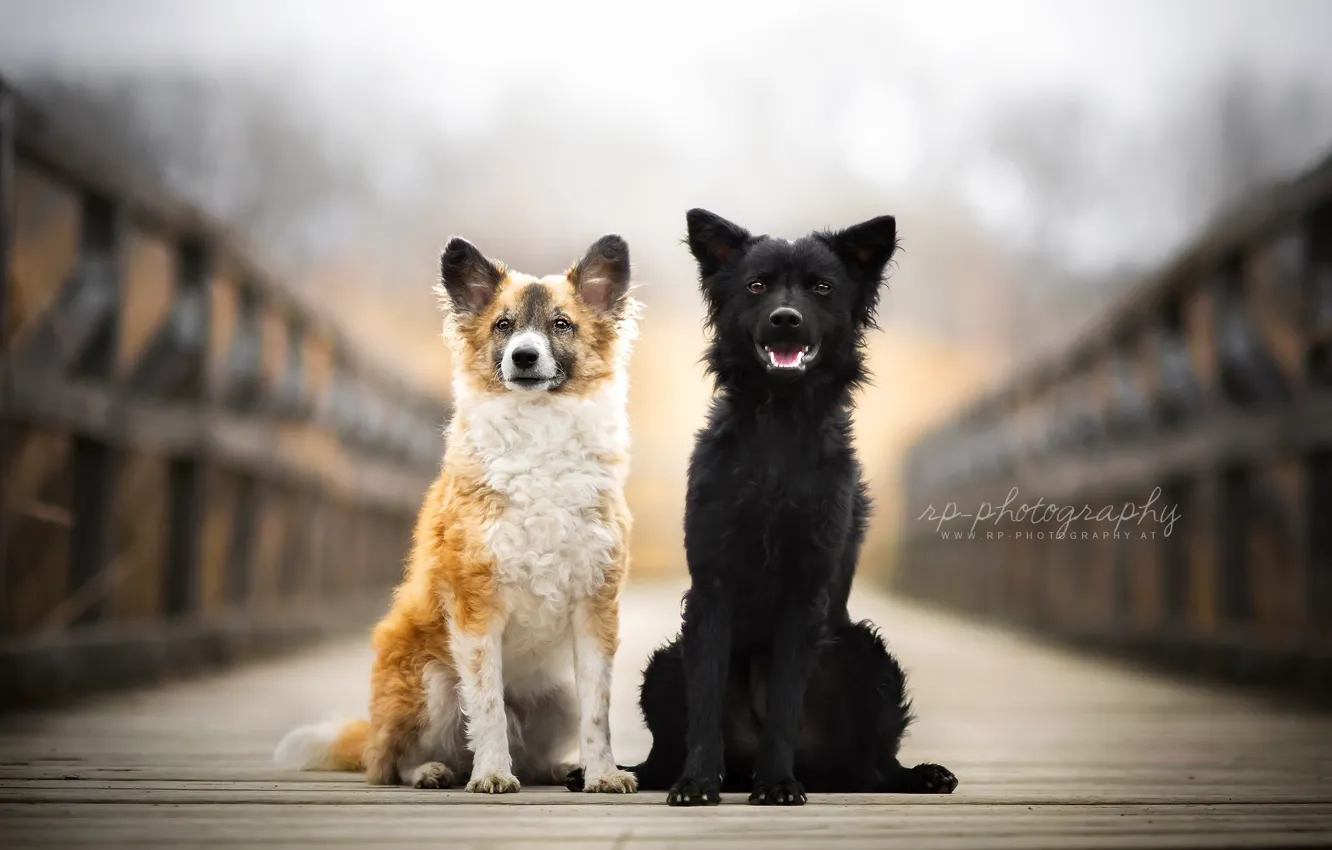 Фото обои собаки, мост, друзья