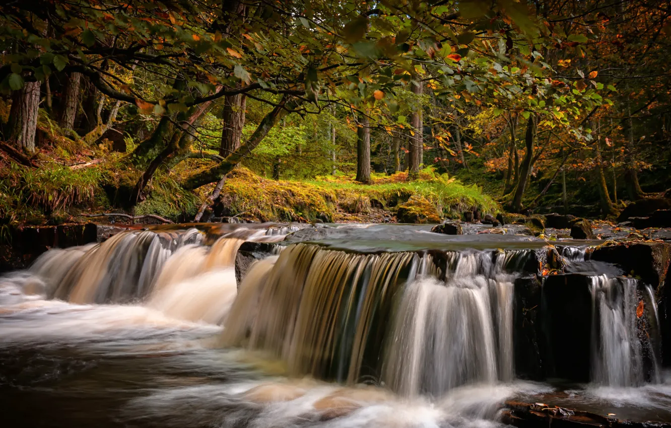 Фото обои осень, лес, деревья, ветки, парк, ручей, камни, Англия