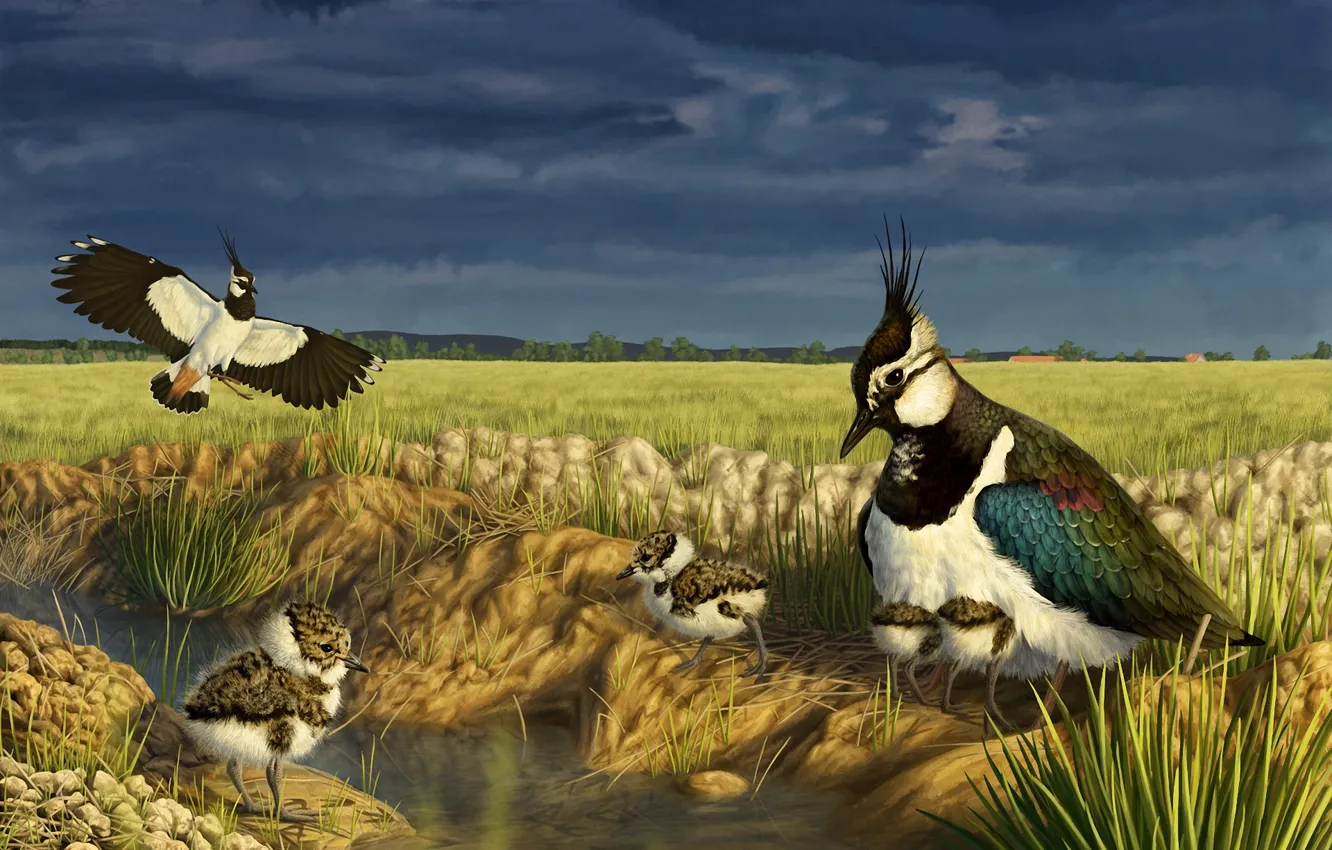 Фото обои трава, птицы, ручей, арт, птенцы, выводок
