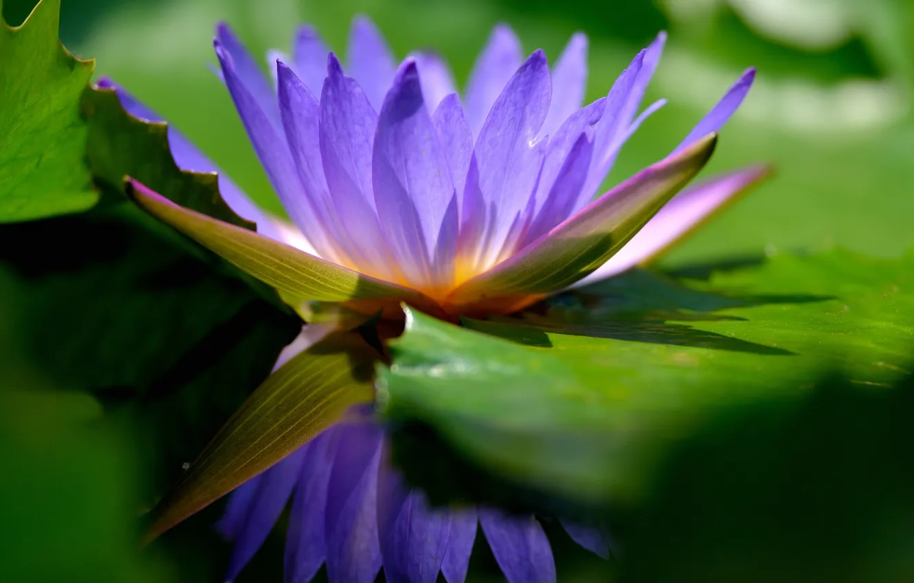 Фото обои цветок, пруд, сиреневый, водяная лилия