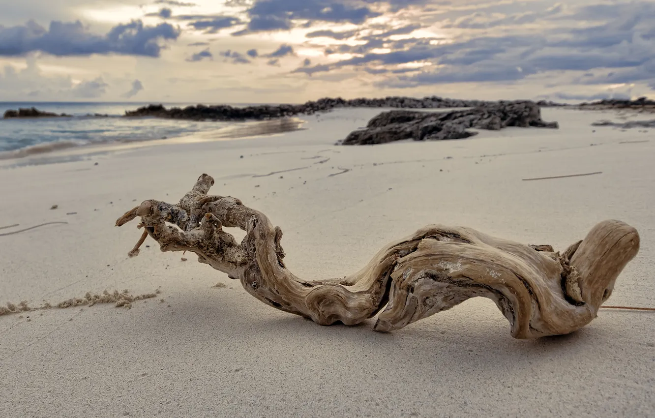 Фото обои песок, море, облака, камни, дерево, сухое, коряка