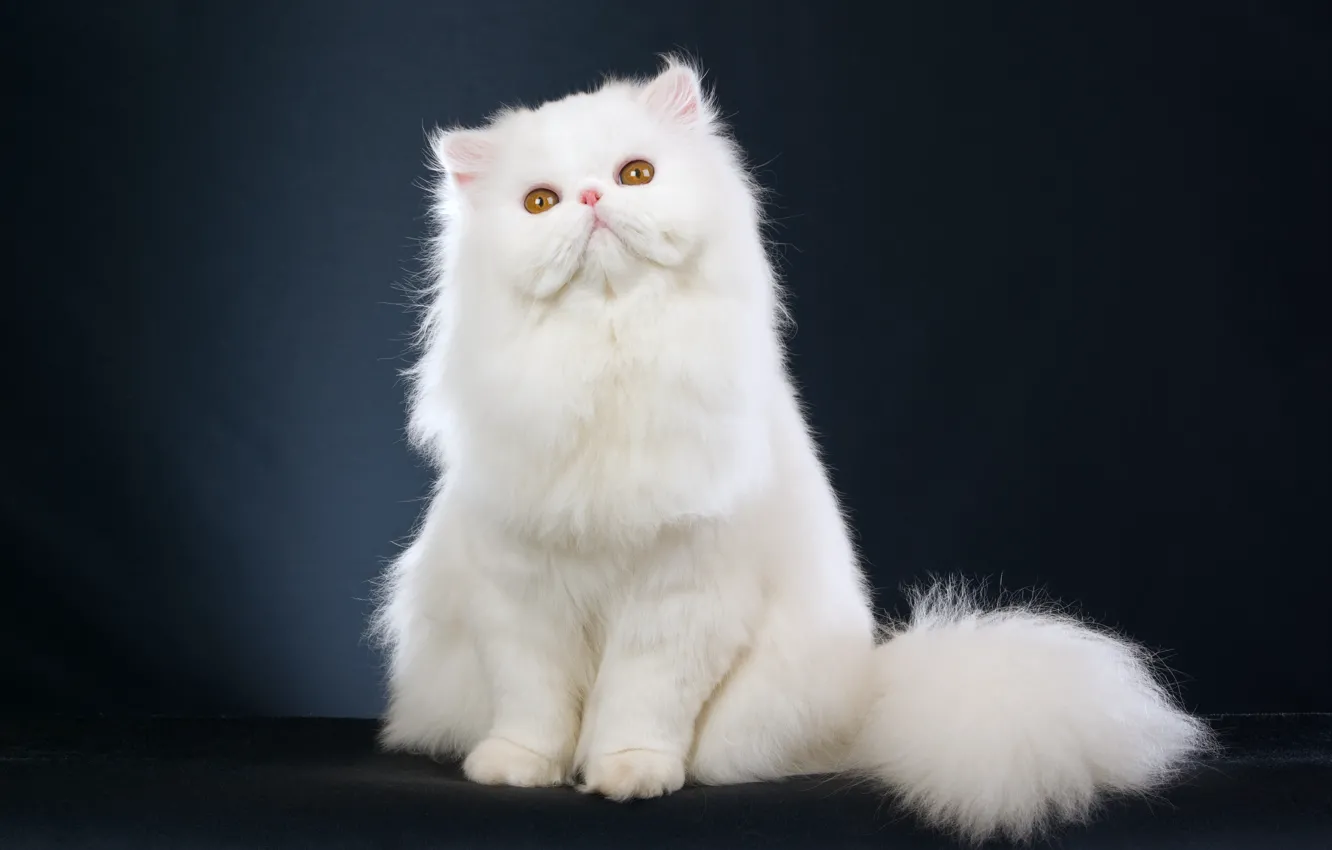 Фото обои белый, котенок, white, kitten, красивый, beautiful, персидский кот, persian cat