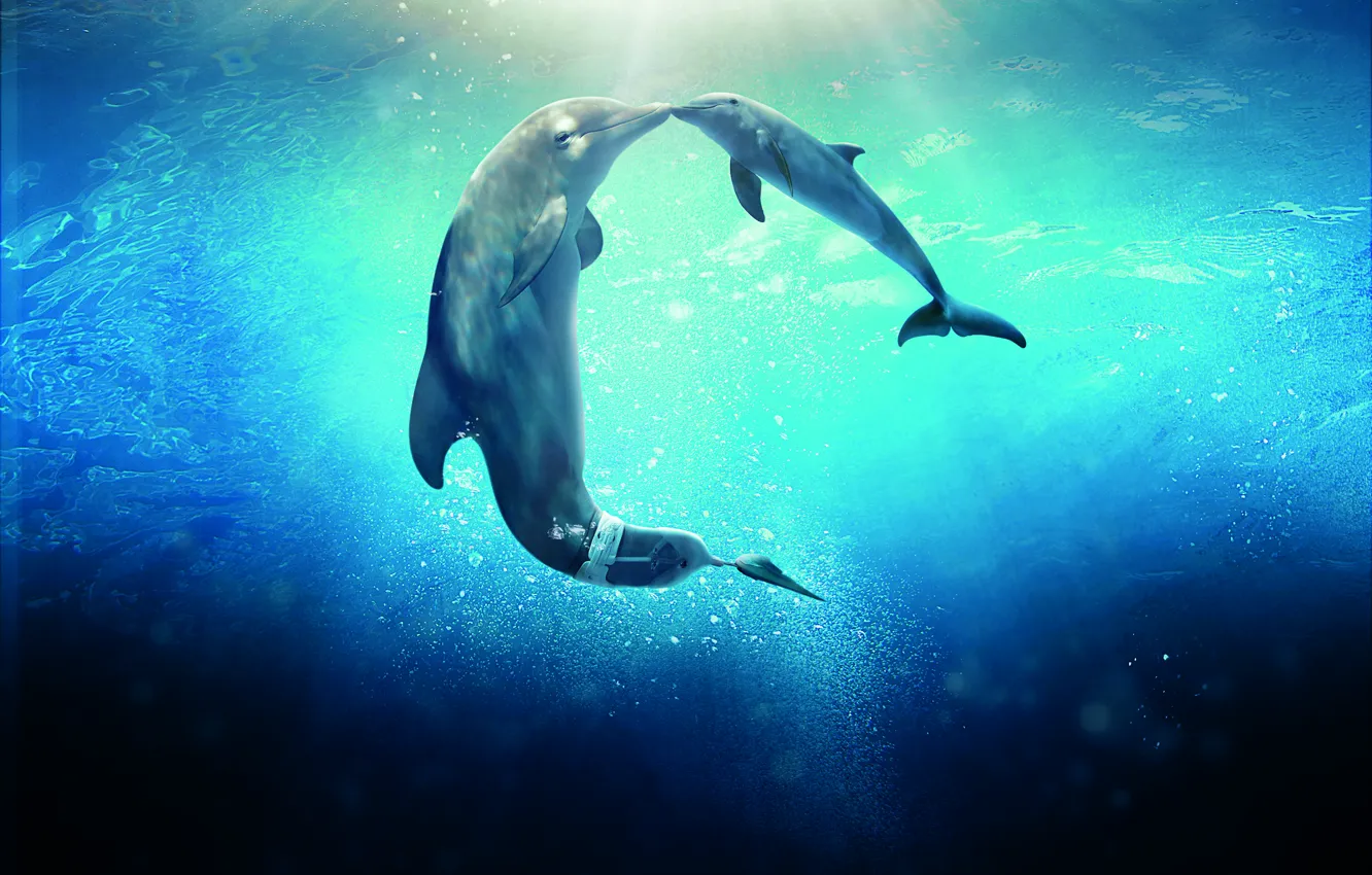 Фото обои Dolphin, Sun, Water, Line, Wallpaper, Family, Ocean, Year