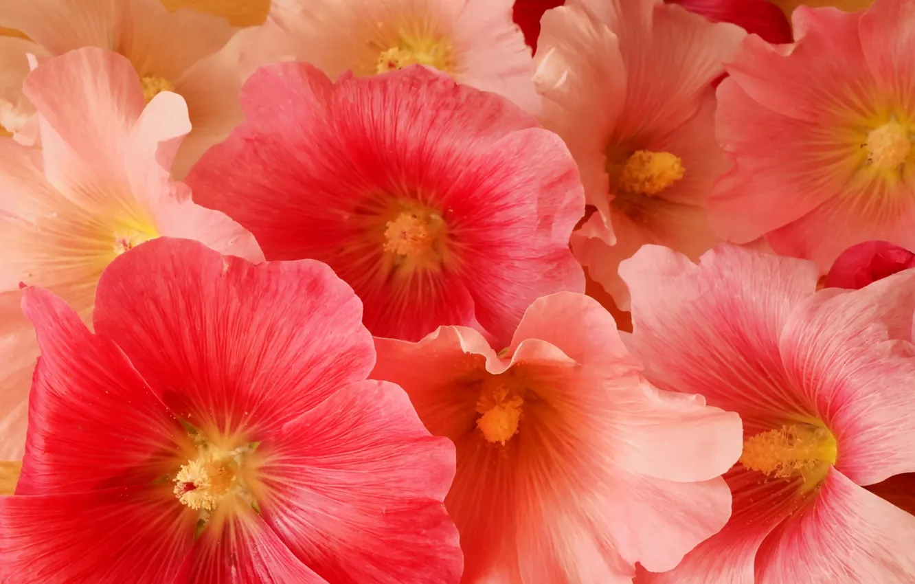 Фото обои flower, blooming, hollyhocks