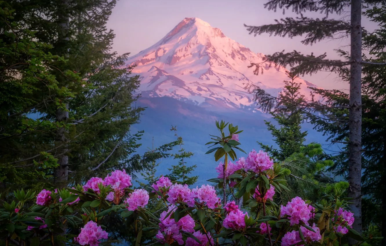 Фото обои лес, цветы, горы, гора