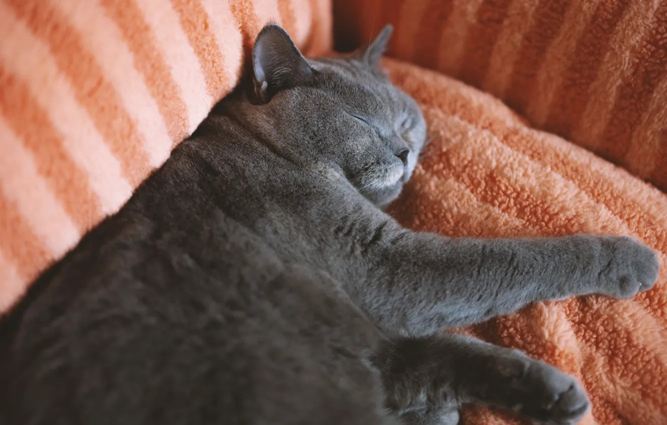 Фото обои кошка, кот, диван, спит, лежит, британский, толстый, упитанный