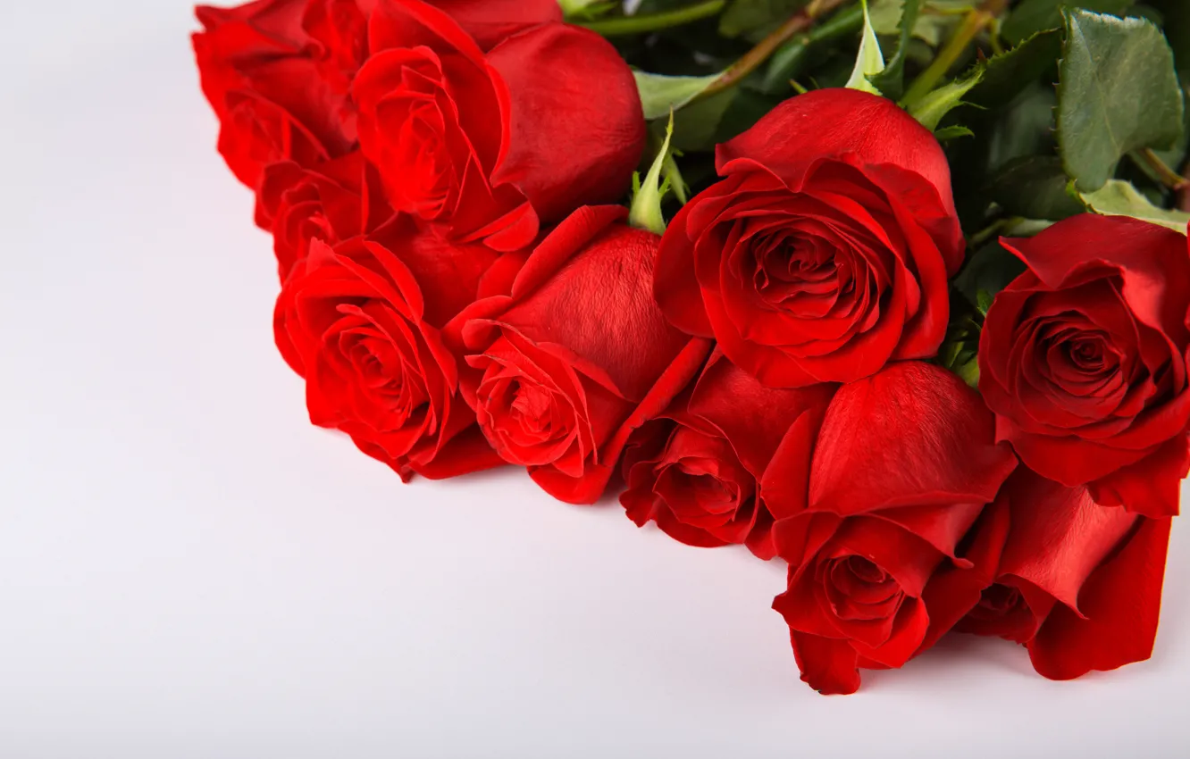 Фото обои фон, букет, бутоны, Красные розы