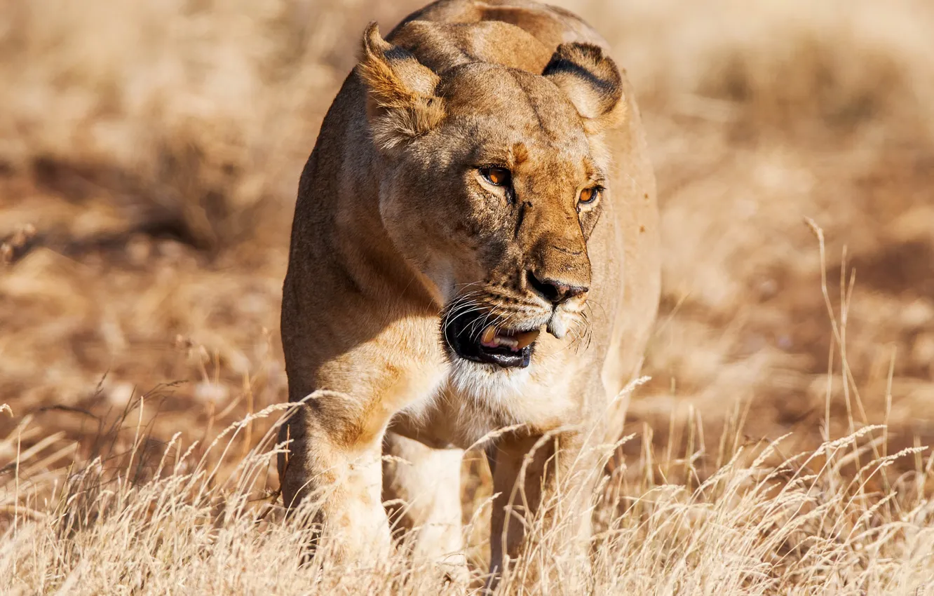 Фото обои трава, солнце, хищник, львица, боке