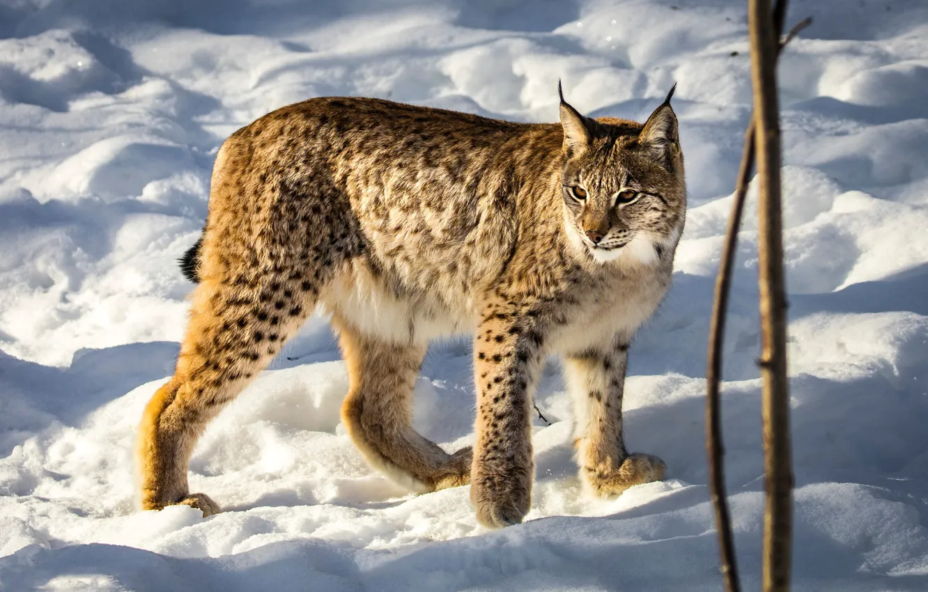 Фото обои зима, взгляд, свет, снег, ветки, природа, поза, тень