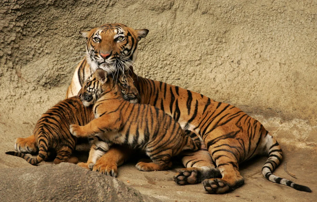 Фото обои семья, тигрята, Тигрица