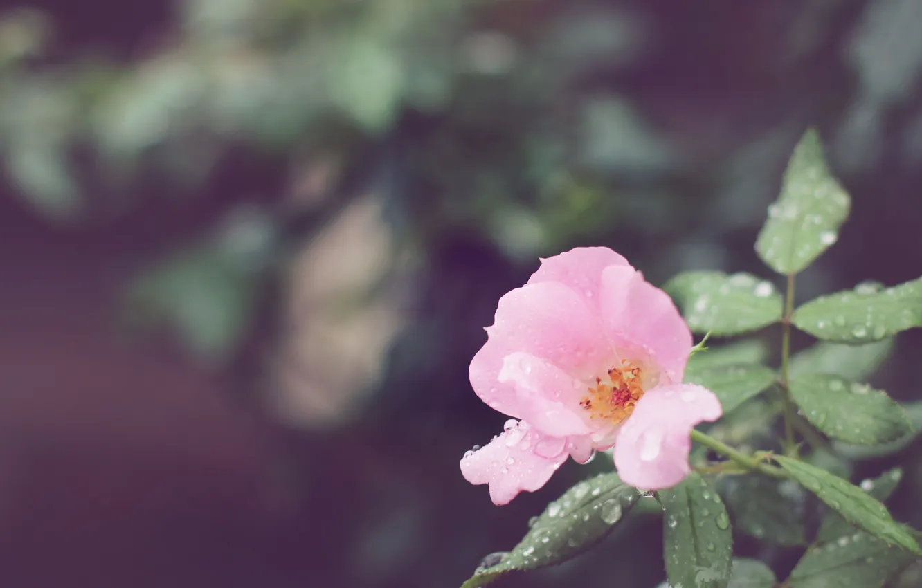 Фото обои цветок, капли, лепестки, розовые