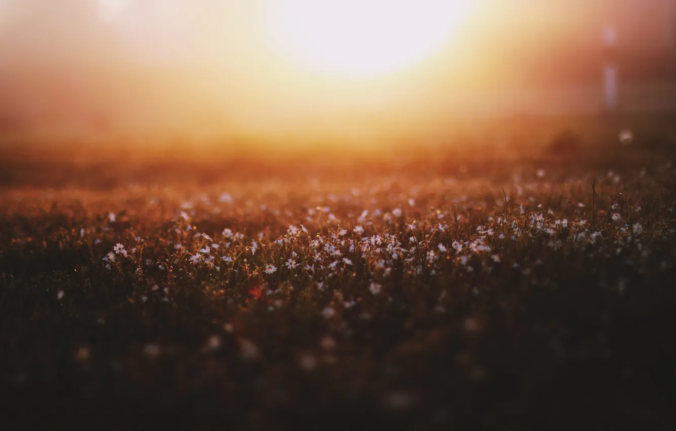 Фото обои свет, цветы, туман, поляна, весна, утро