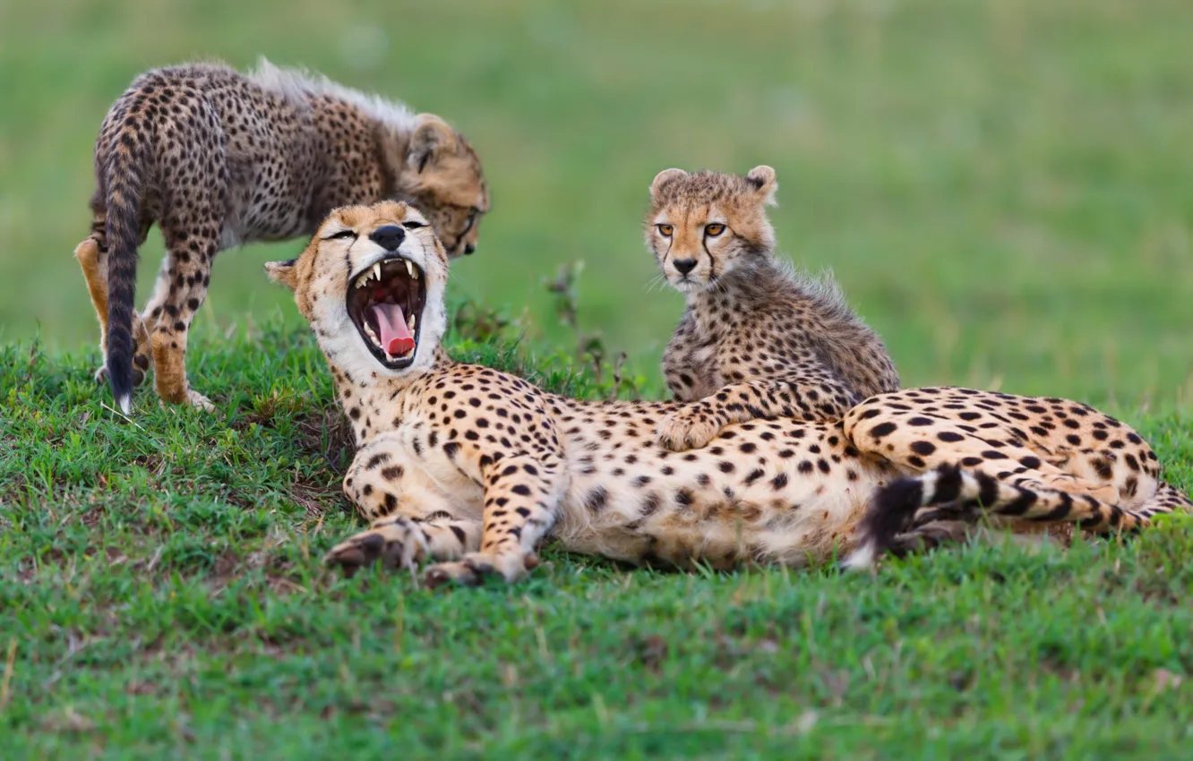 Фото обои animals, speed, africa, fun, cubs, cheetahs