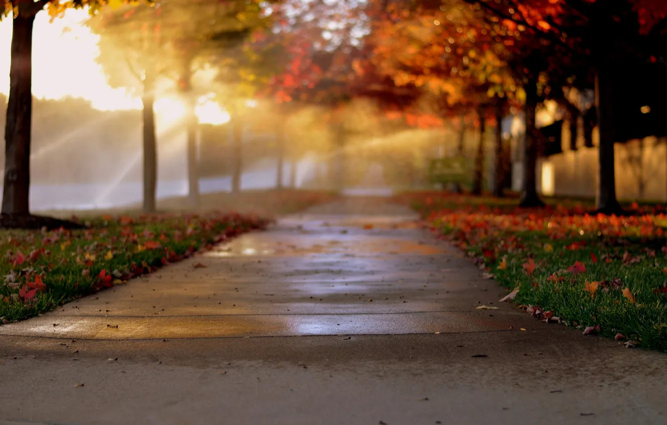Фото обои осень, свет, деревья, город, листва, аллея, алея, боке