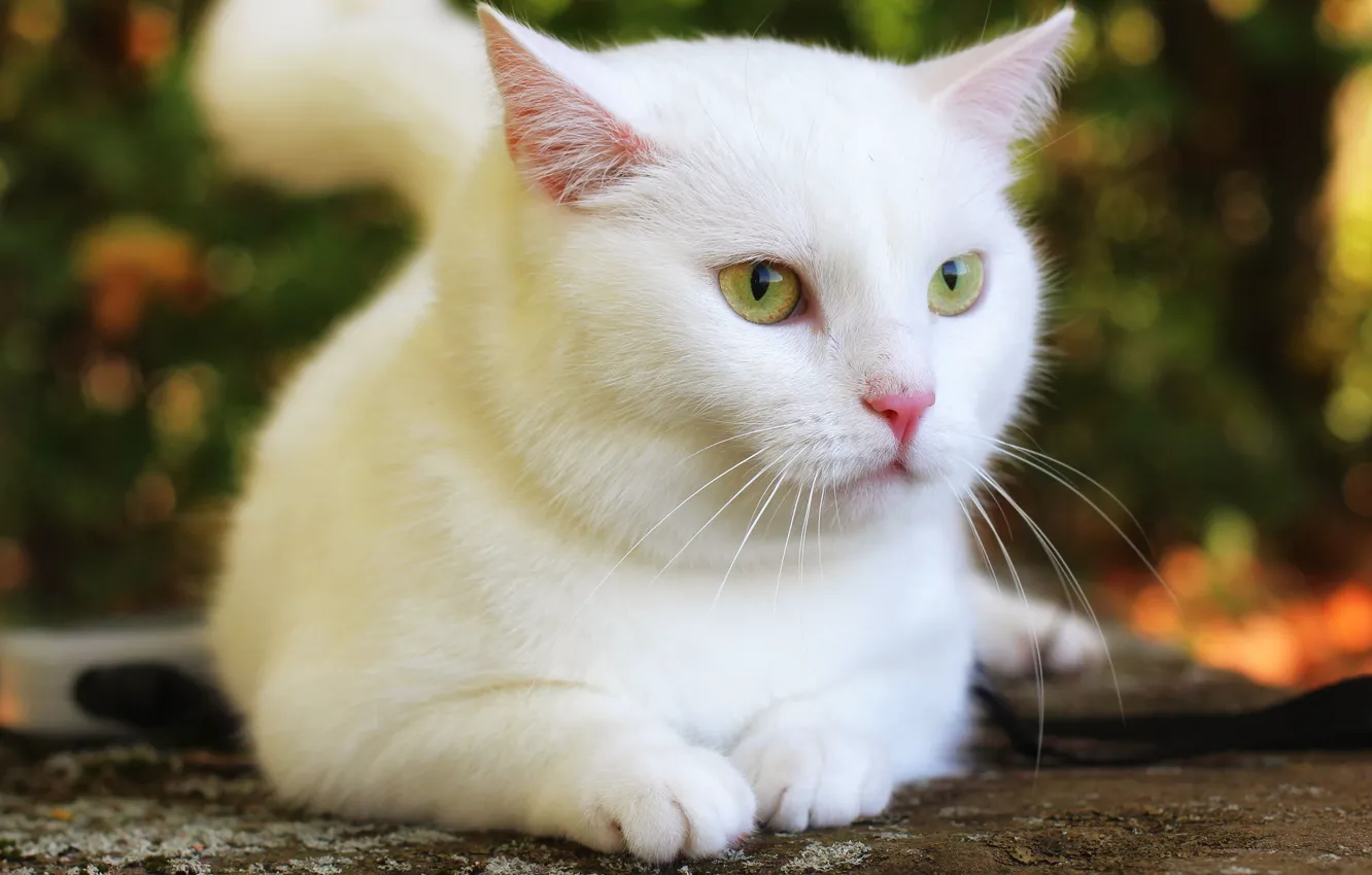 Фото обои кошка, кот, взгляд, морда, поза, белая, милашка, боке