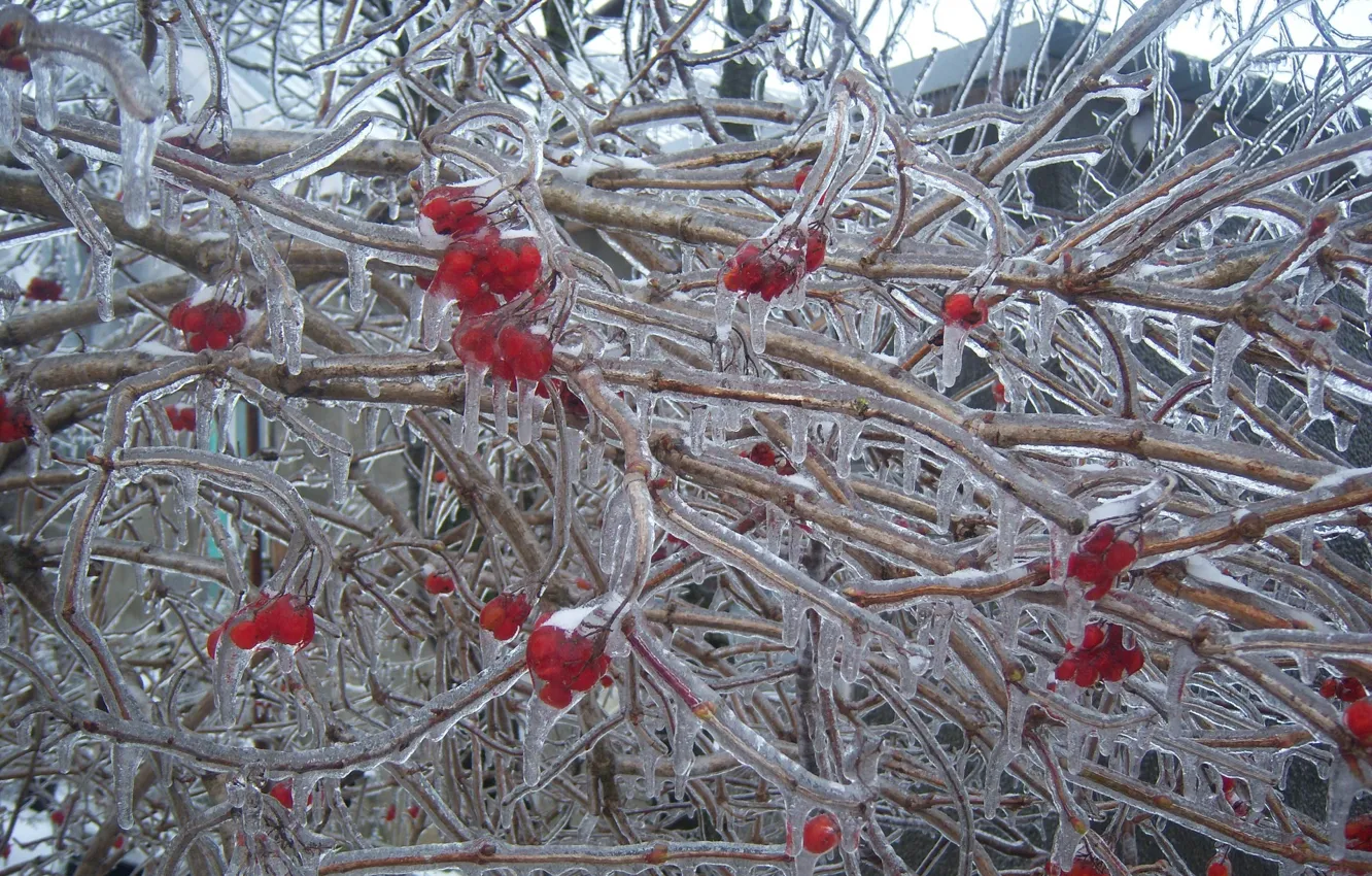 Фото обои зима, ягоды, лёд, калина, облединение, Meduzanol ©