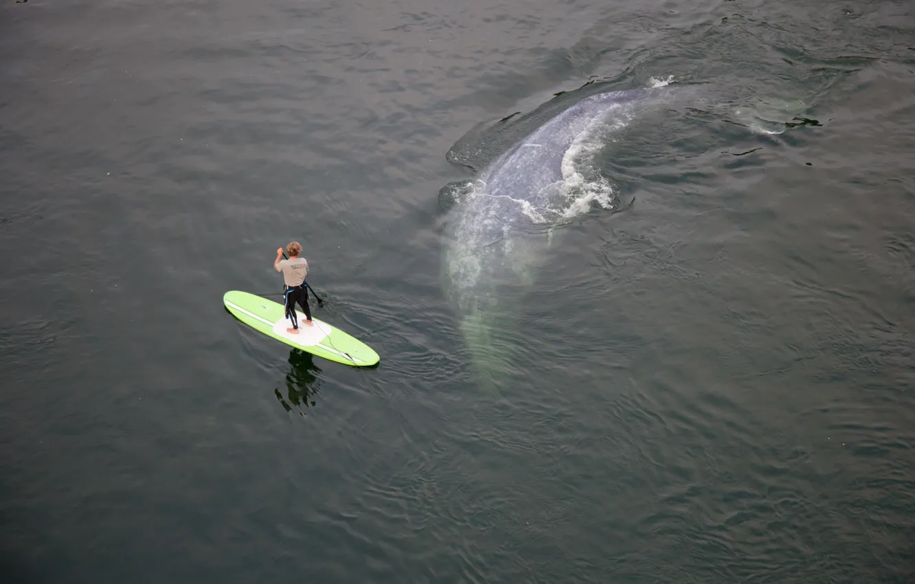 Фото обои океан, ситуация, кит, спортсмен, мужчина, доска