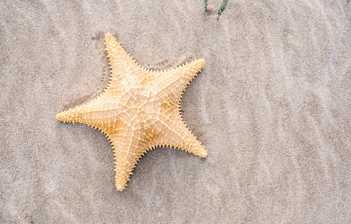 Фото обои песок, пляж, лето, звезда, summer, beach, sand, marine